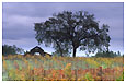 oak tree and vineyard